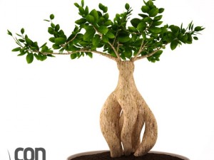 potted plant01 3D Модель