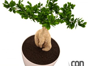 potted plant01 Modello 3D