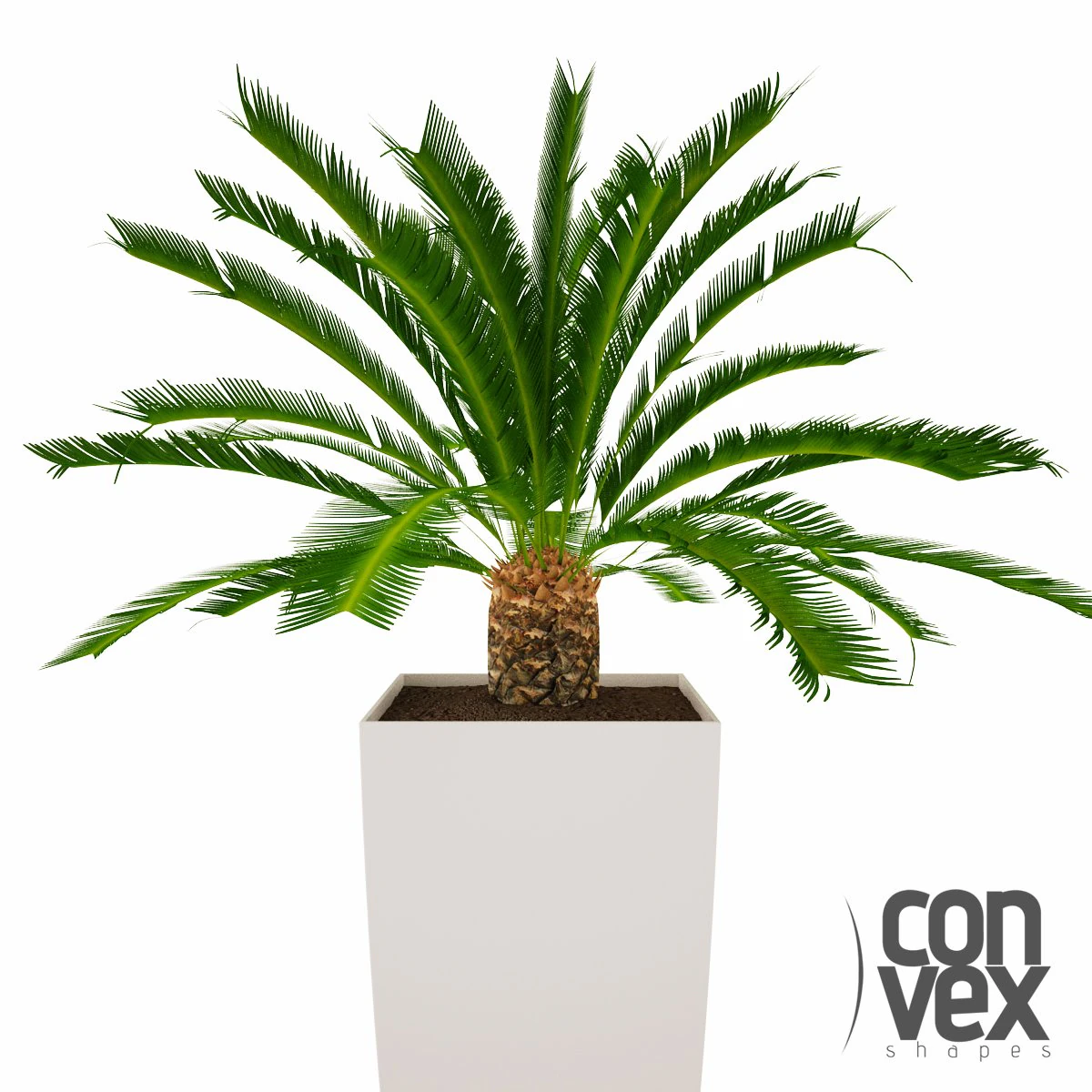 растение в горшке02 3D Модель .c4d .max .obj .3ds .fbx .stl .blend 