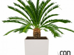 potted plant02 3D Модель