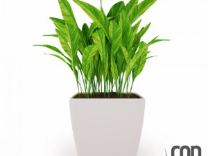 potted plant04 3D Модель