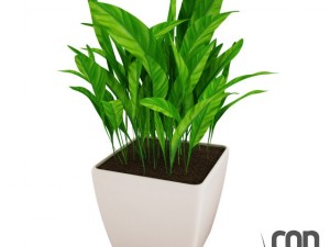 potted plant04 3Dモデル