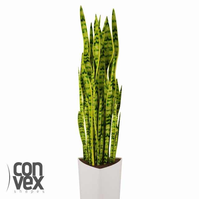 potted plant05 3D Model .c4d .max .obj .3ds .fbx .stl .blend 