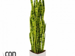 potted plant05 3D Model