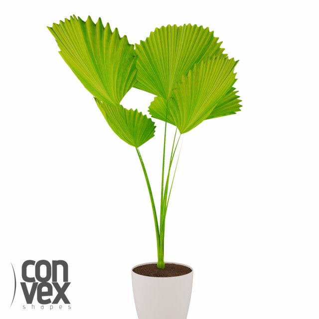 potted plant09 3D Model .c4d .max .obj .3ds .fbx .stl .blend 