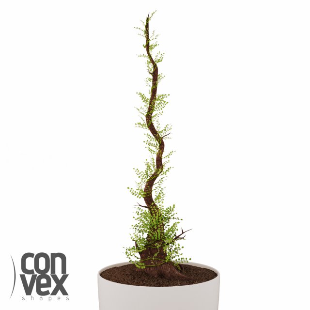 potted plant10 3D Model .c4d .max .obj .3ds .fbx .stl .blend 