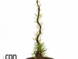 potted plant10 3D Модель