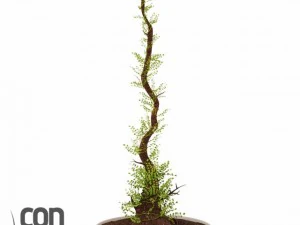 potplant 10 3D Model