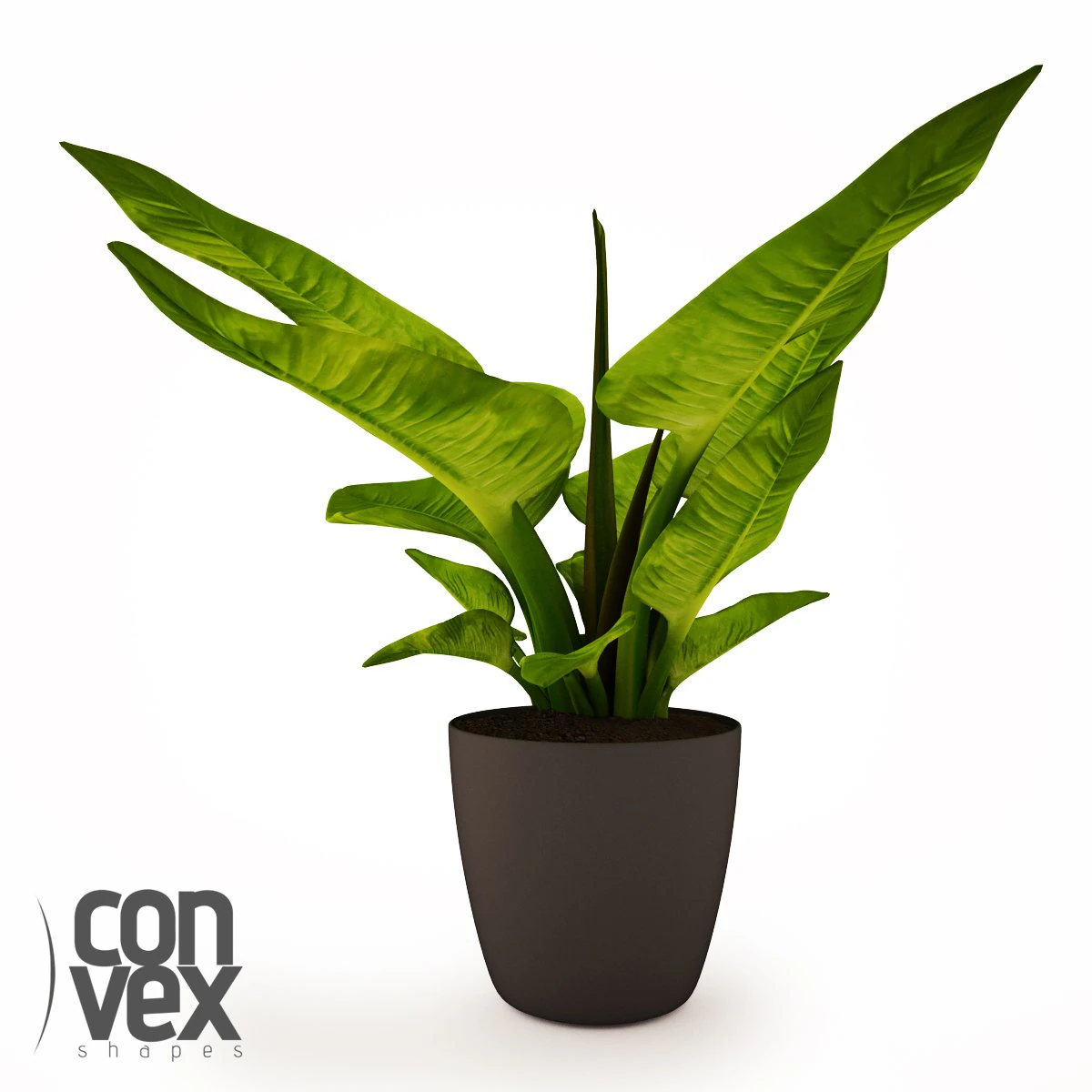 potted plant11 3D Model .c4d .max .obj .3ds .fbx .stl .blend 
