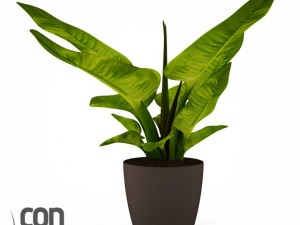 potted plant11 3D Модель