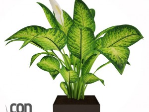 potted plant12 3D Модель