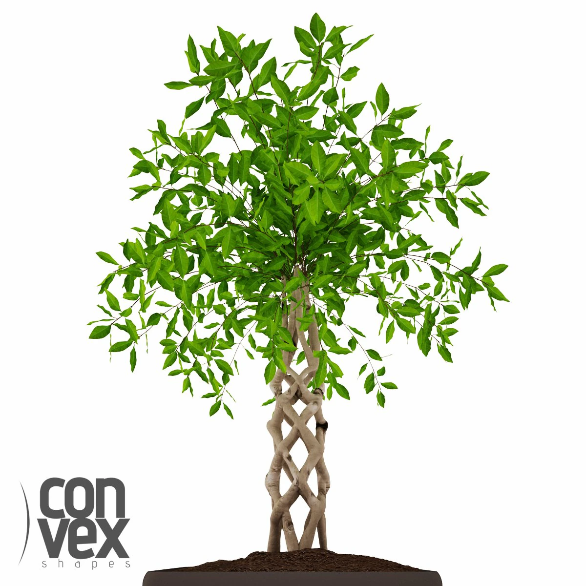 potted plant13 3D Model .c4d .max .obj .3ds .fbx .stl .blend 