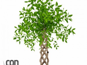 potted plant13 3D Model