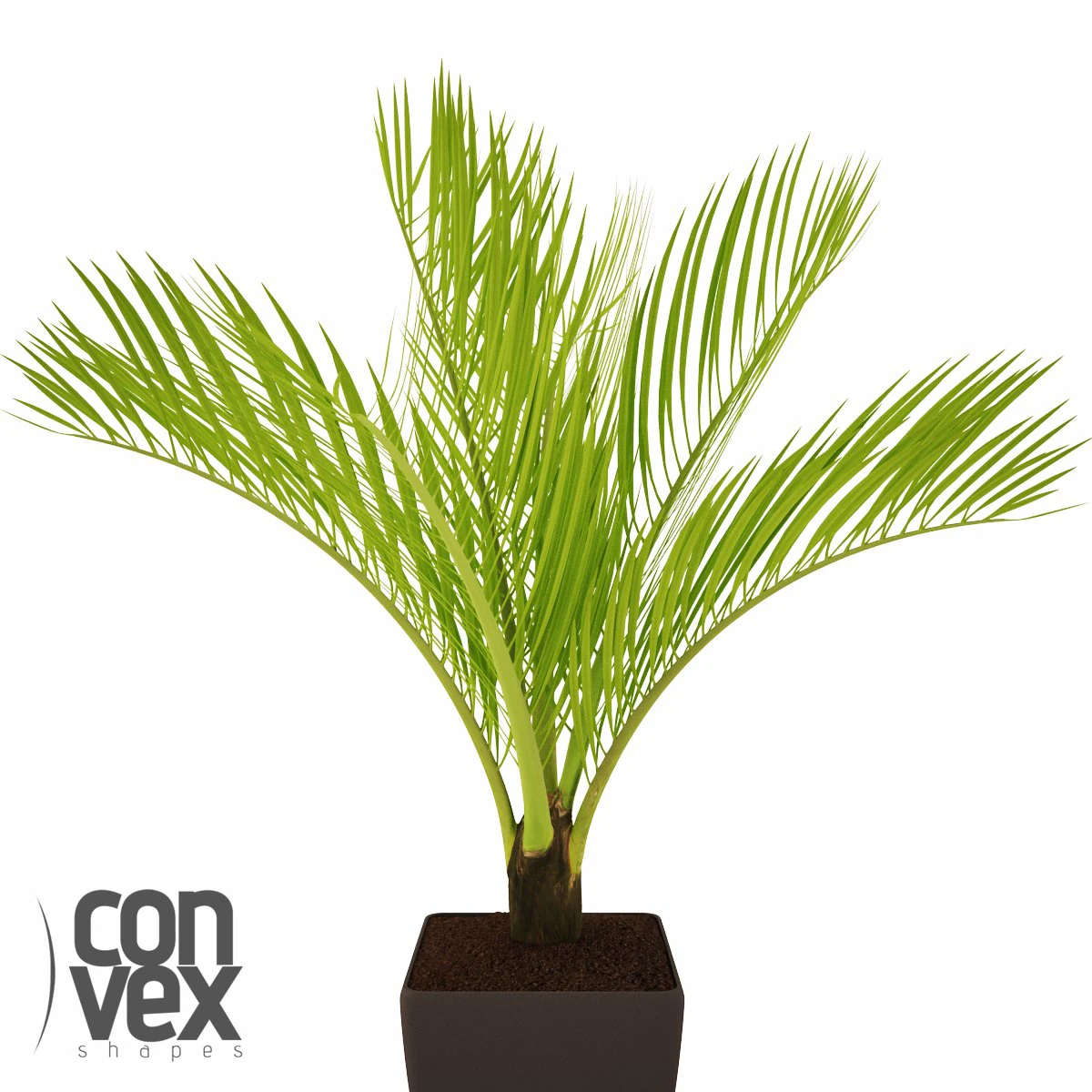 potted plant14 3D Model .c4d .max .obj .3ds .fbx .stl .blend