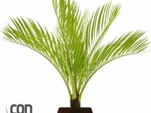 potted plant14 3D Модель