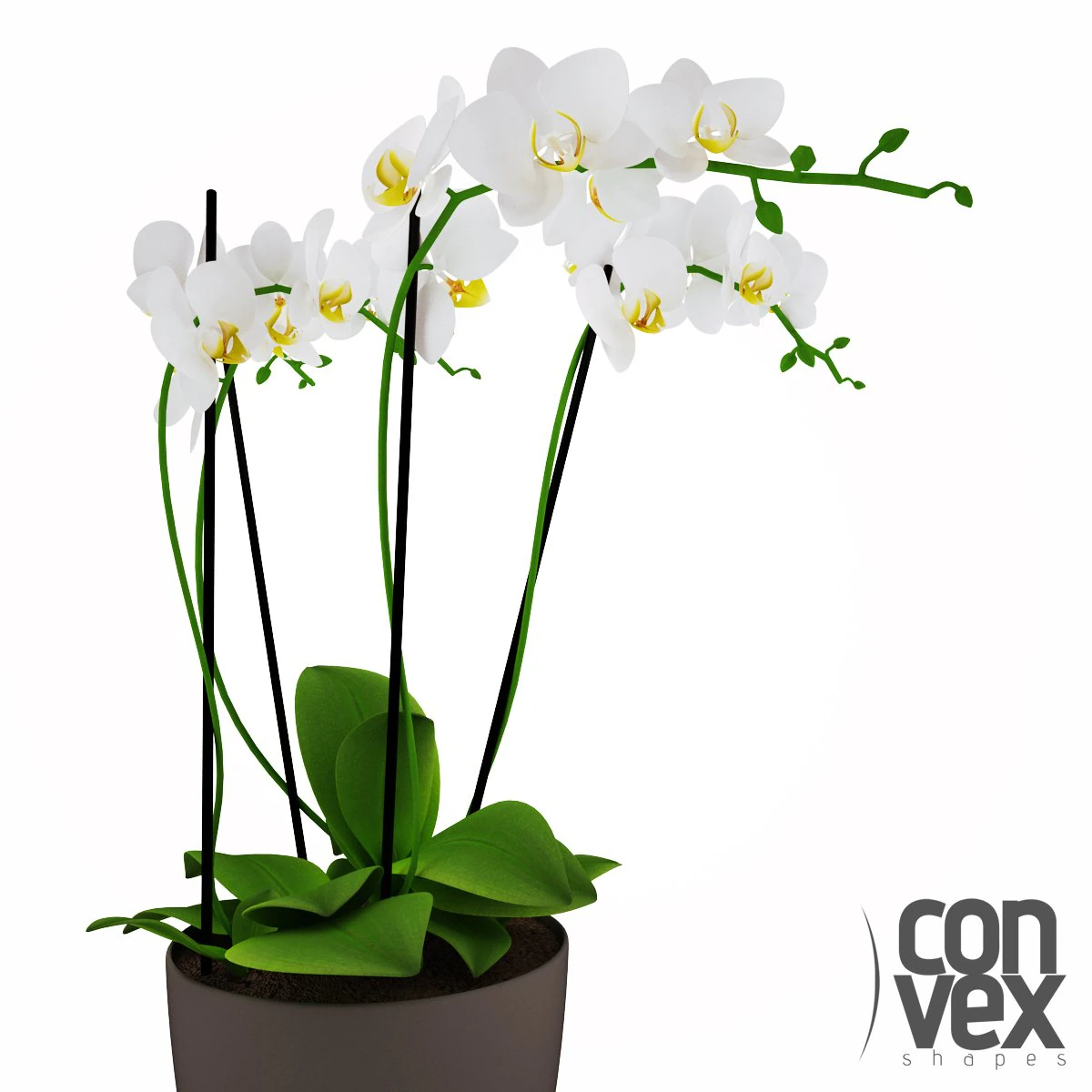 potted plant15 3D Model .c4d .max .obj .3ds .fbx .stl .blend