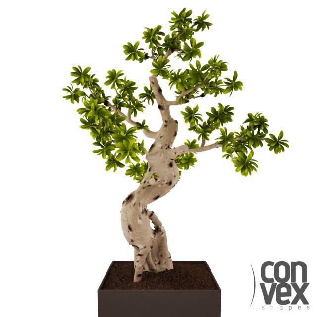 potted plant16 Modello 3D .c4d .max .obj .3ds .fbx .stl .blend 