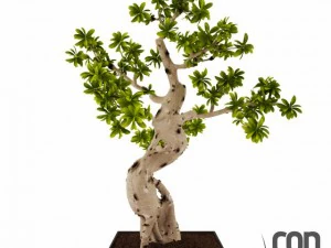 potplant 16 3D Model