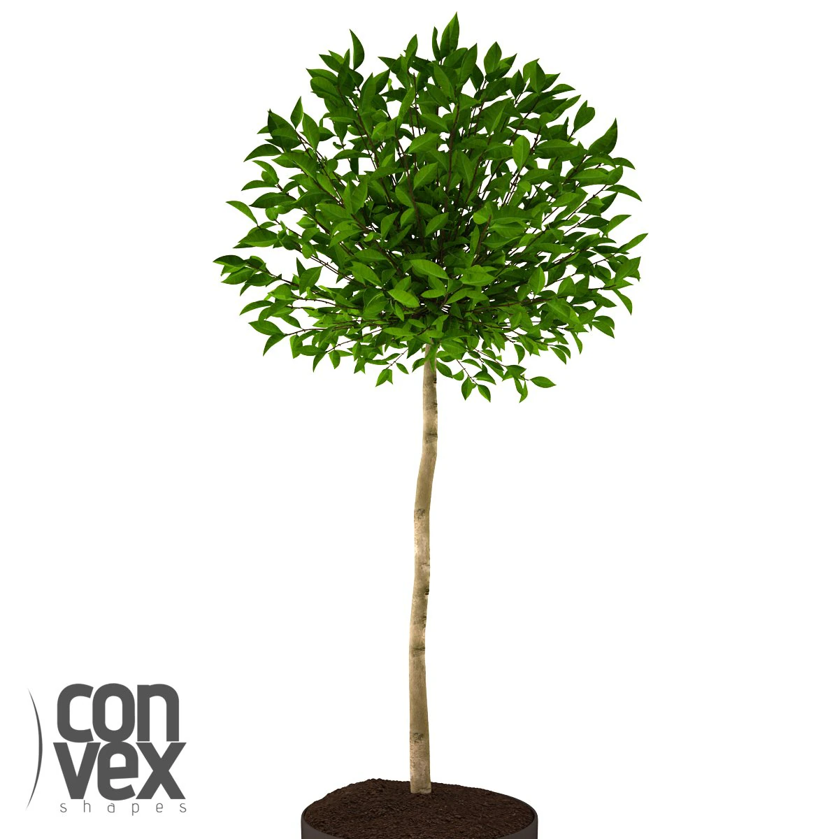 potted plant17 3D Model .c4d .max .obj .3ds .fbx .stl .blend 