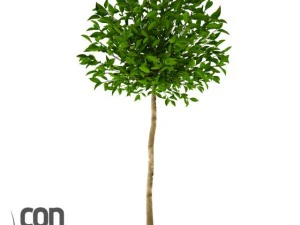 potplant 17 3D Model