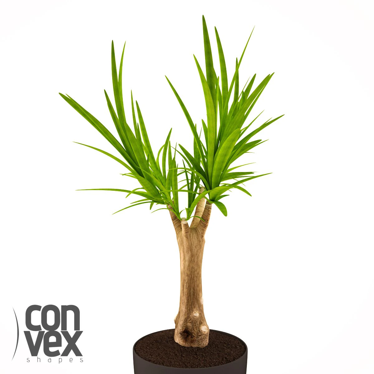 potted plant19 3D Model .c4d .max .obj .3ds .fbx .stl .blend 