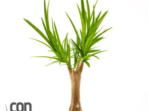 potted plant19 3D Model