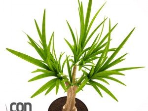 potted plant19 3Dモデル