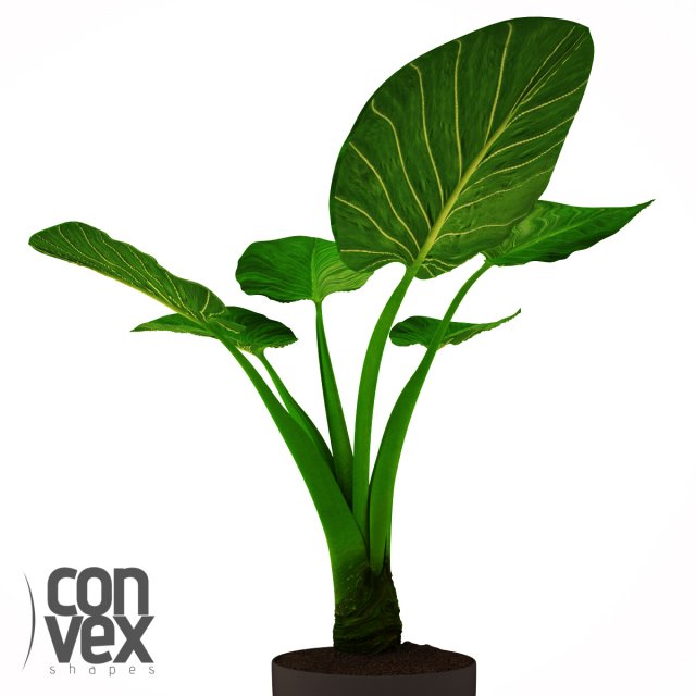 potted plant20 3D Model .c4d .max .obj .3ds .fbx .stl .blend 