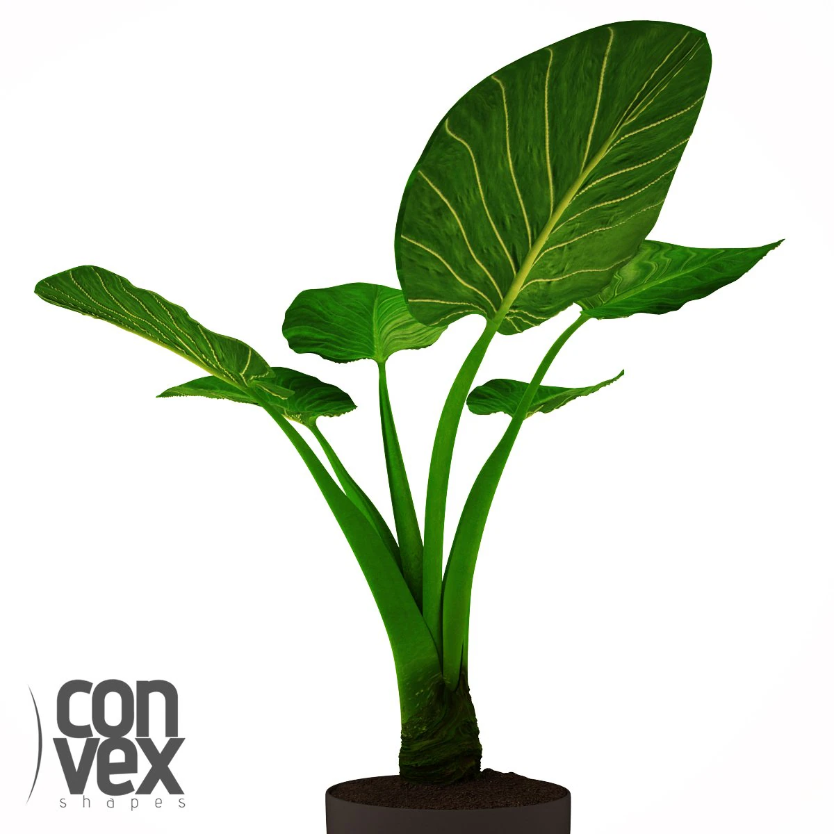 potted plant20 3D Model .c4d .max .obj .3ds .fbx .stl .blend