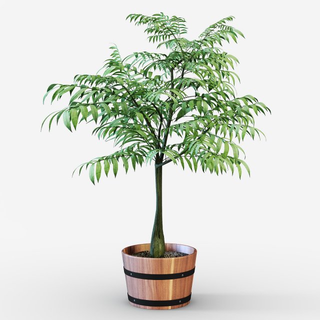 houseplant 3D Model .c4d .max .obj .3ds .fbx .stl .blend 