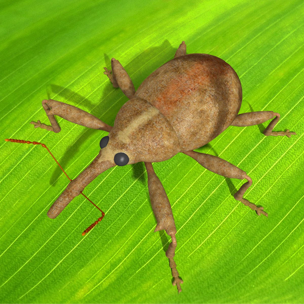 anthonomus pomorum 3D Model .c4d .max .obj .3ds .fbx .stl .blend 