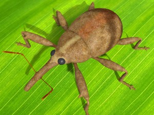 anthonomus pomorum 3D मॉडल