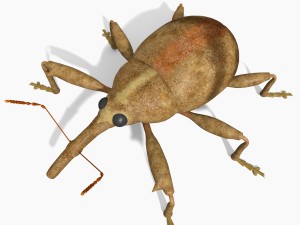 anthonomus pomorum Modello 3D
