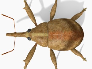 anthonomus pomorum Modello 3D