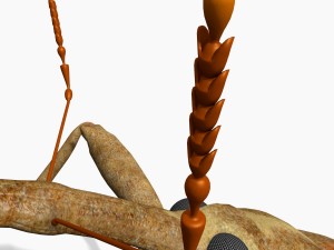 anthonomus pomorum Modello 3D
