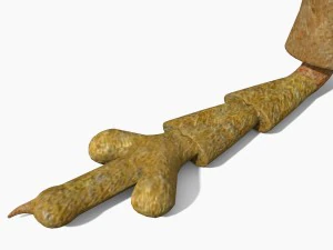 anthonomus pomorum 3D Model