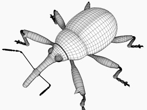 anthonomus pomorum Modello 3D