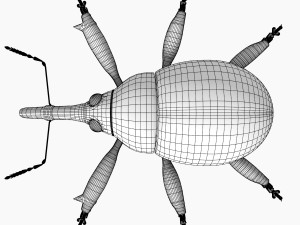 anthonomus pomorum Modello 3D