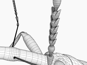 anthonomus pomorum 3D Model