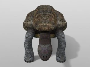 tartaruga gigante Modelo 3D