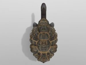 tartaruga gigante Modelo 3D