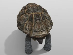 tartaruga gigante Modelo 3D