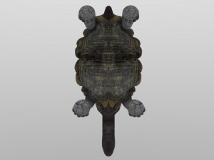 giant tortoise 3D मॉडल