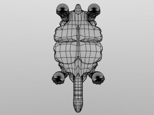 giant tortoise 3D मॉडल