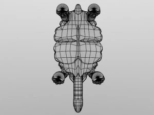 tartaruga gigante Modelo 3D