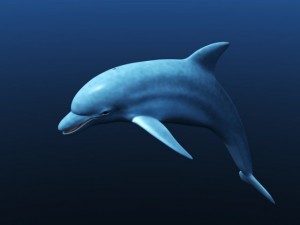 dolphin 3D Model