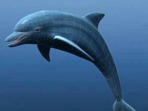 dolphin 3D Model