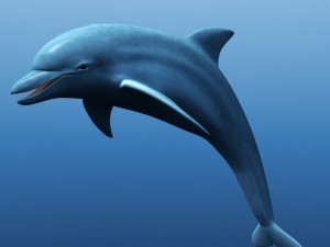 dolphin 3D Model
