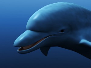 dolphin 3D Model