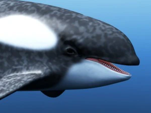 balena assassina Modello 3D